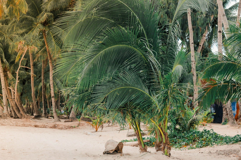 Boracay, Philippines visual study 02