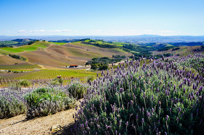 Carmel Valley, California study No. 02