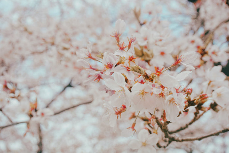 Himeji, Japan study No. 03