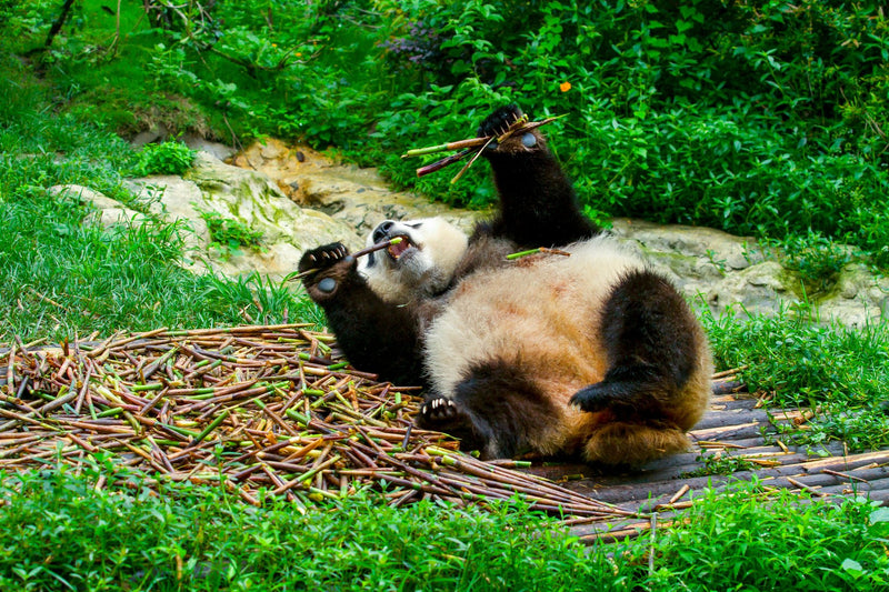 Chengdu, China study No. 03