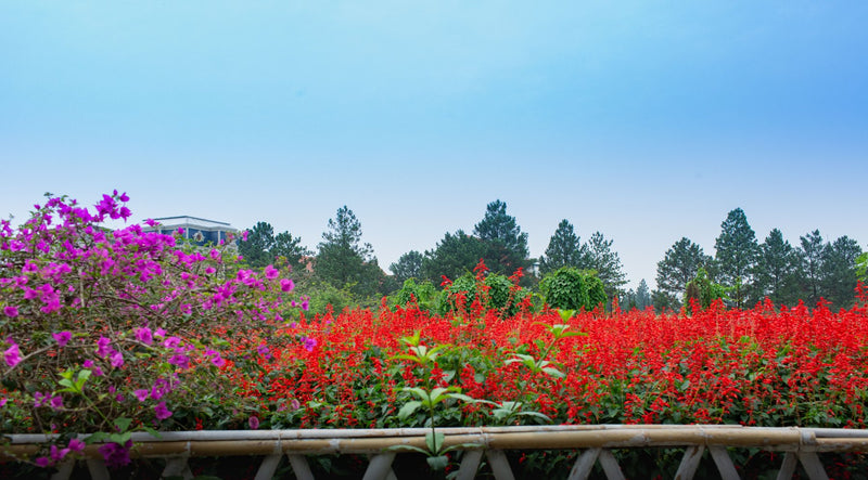 Da Lat, Vietnam visual study 03