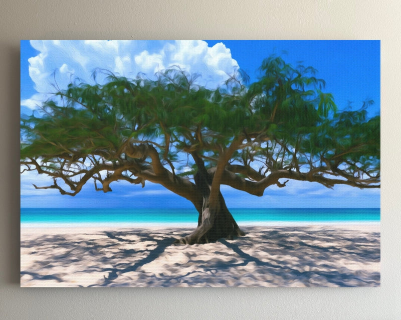 Diani Beach Divi Divi Tree — Diani Beach, Kenya