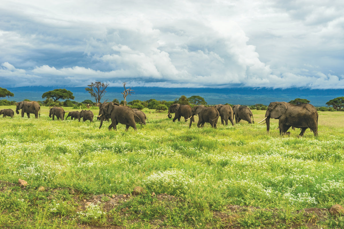 Amboseli, Kenya study No. 02