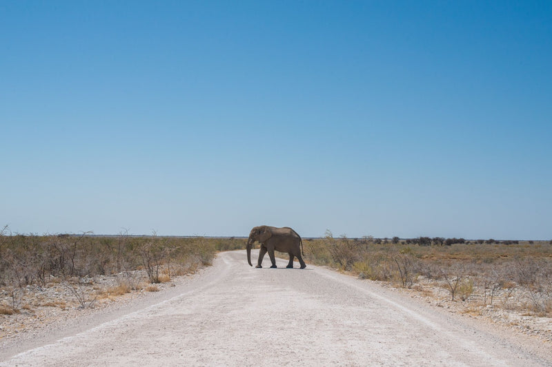 Etosha National Park, Namibia study No. 01