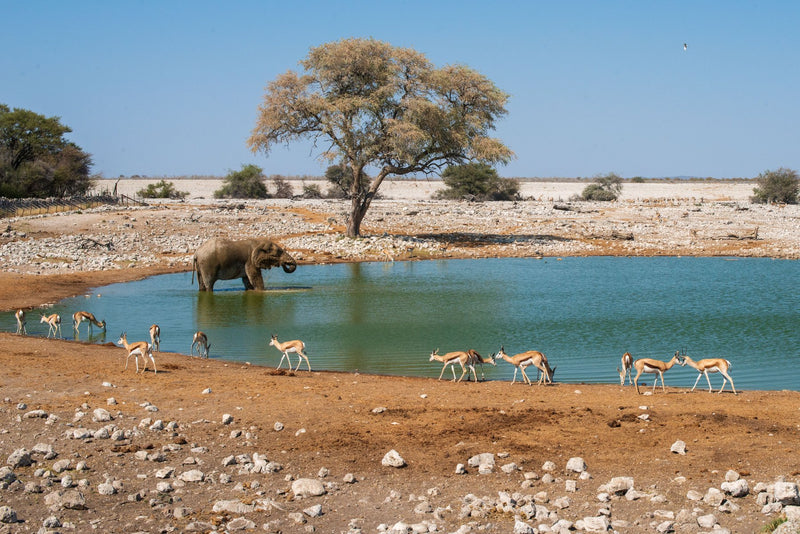 Etosha National Park, Namibia study No. 02