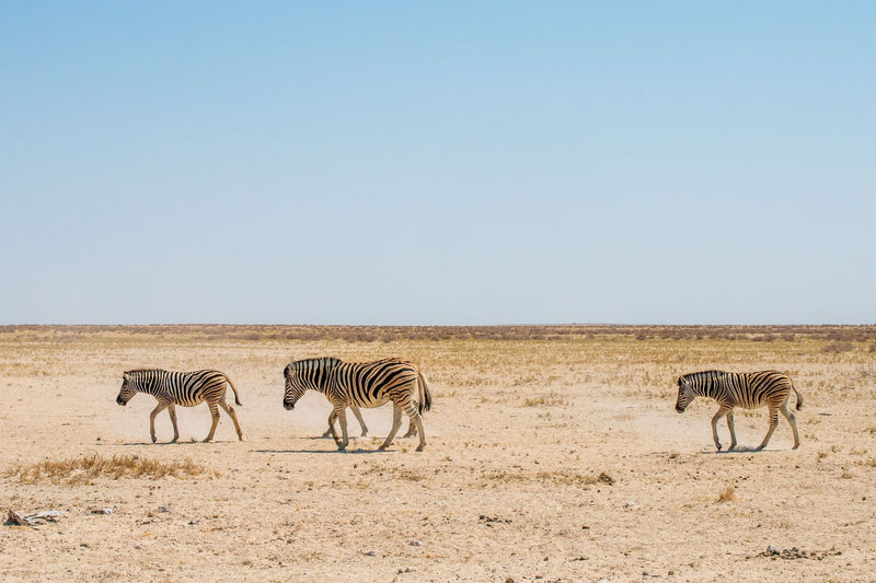 Etosha National Park, Namibia study No. 03