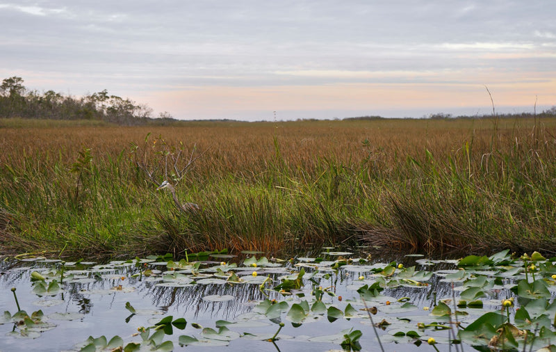 Everglades National Park, Florida visual study 02