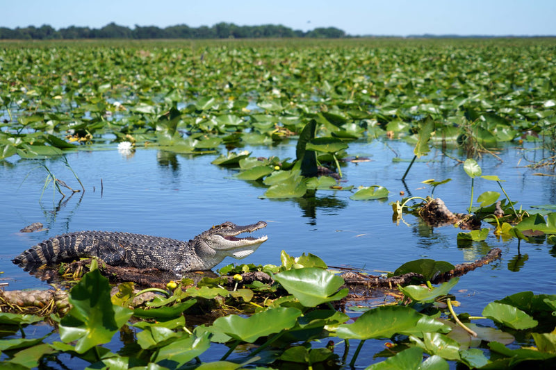 Everglades National Park, Florida visual study 03