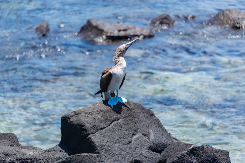 Galapagos Islands, Ecuador visual study 01