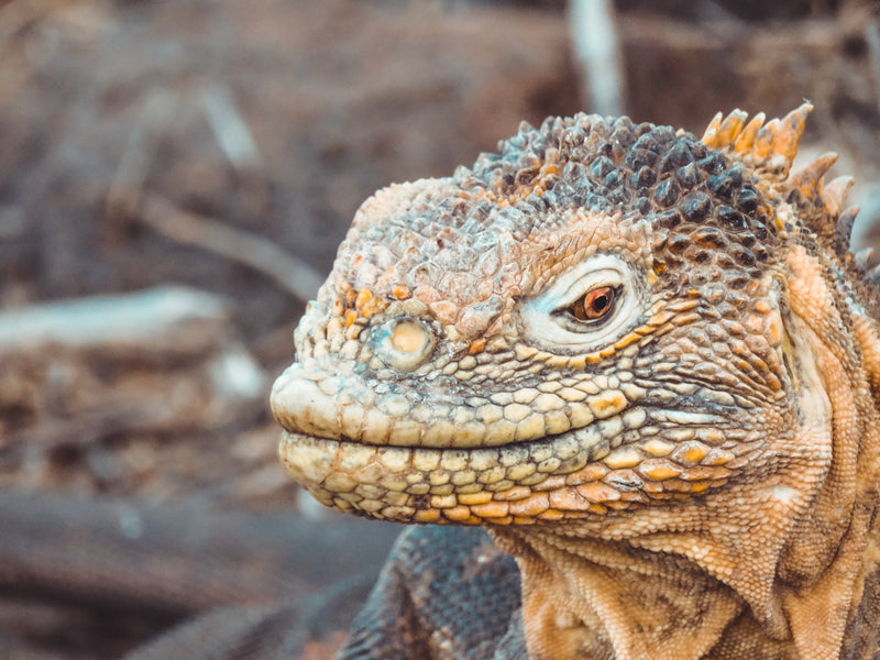 Galapagos Islands, Ecuador visual study 02