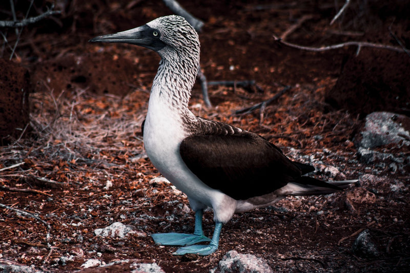 Galapagos Islands, Ecuador visual study 03