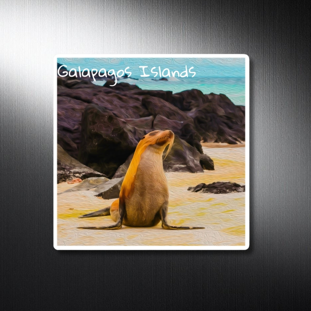 Sea Lion Sandy Shore — Galapagos Islands, Ecuador, study 1