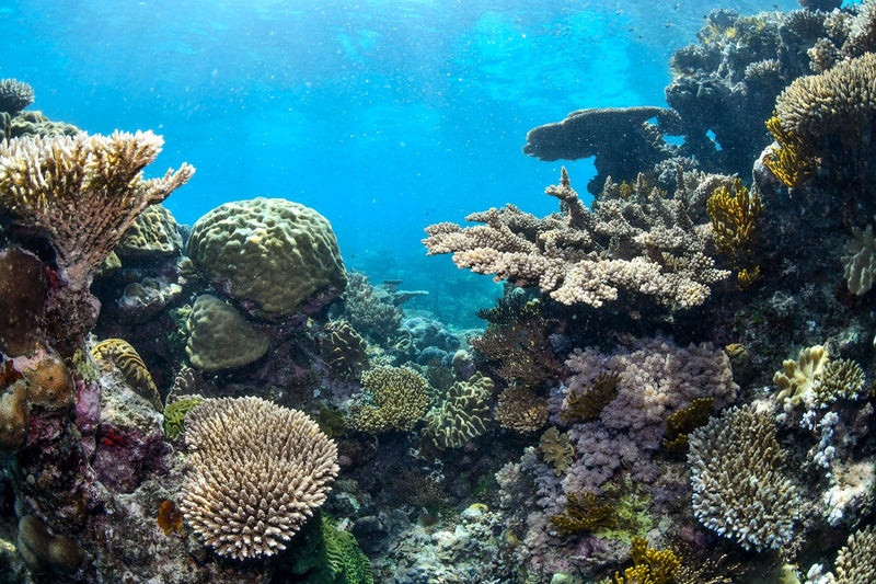 Great Barrier Reef, Australia visual study 01