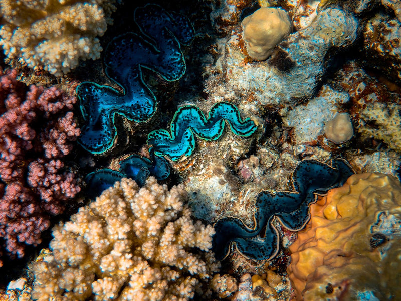 Great Barrier Reef, Australia visual study 02