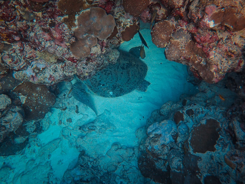 Great Barrier Reef, Australia visual study 03