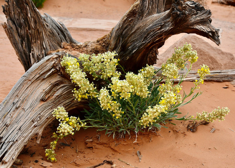 Great Sand Dunes, Colorado visual study 03