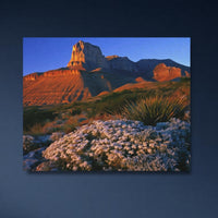 Guadalupe Peak Desert Bloom — close-up thumbnail