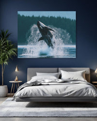 Orca Breaching Haida Gwaii Waters — study 1 thumbnail