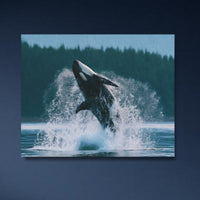 Orca Breaching Haida Gwaii Waters — close-up thumbnail