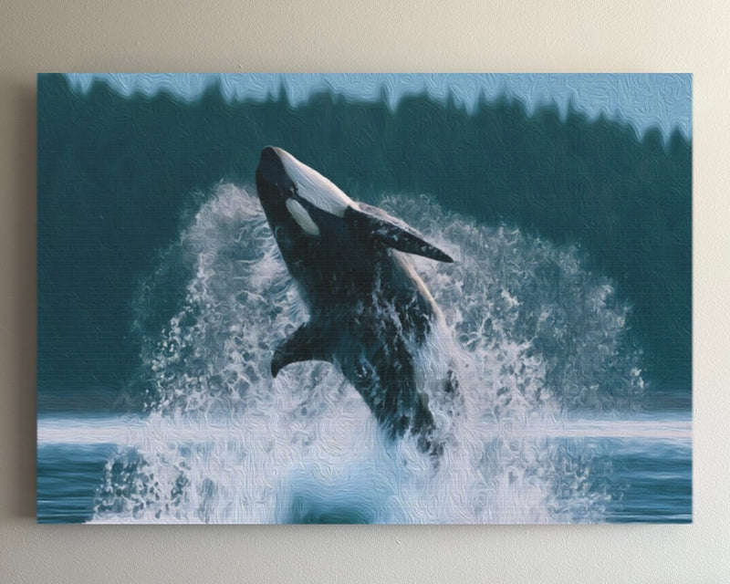 Orca Breaching Haida Gwaii Waters — Haida Gwaii, British Columbia