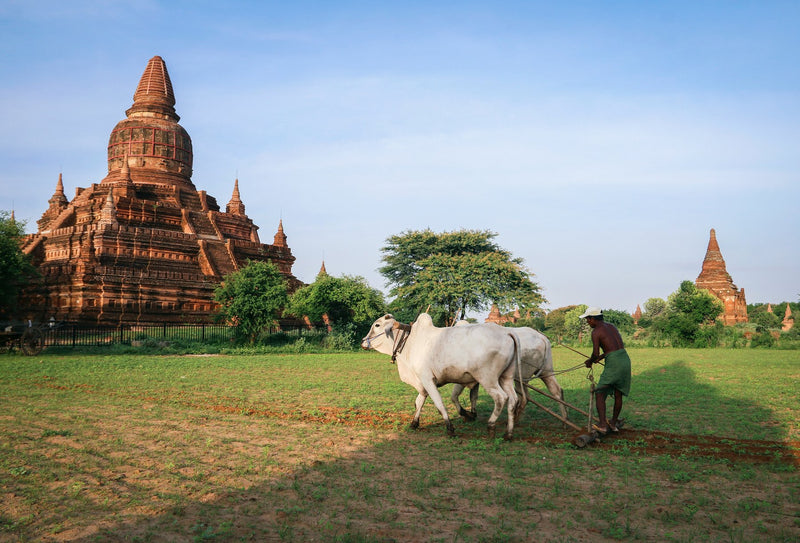 Bagan, Myanmar study No. 02