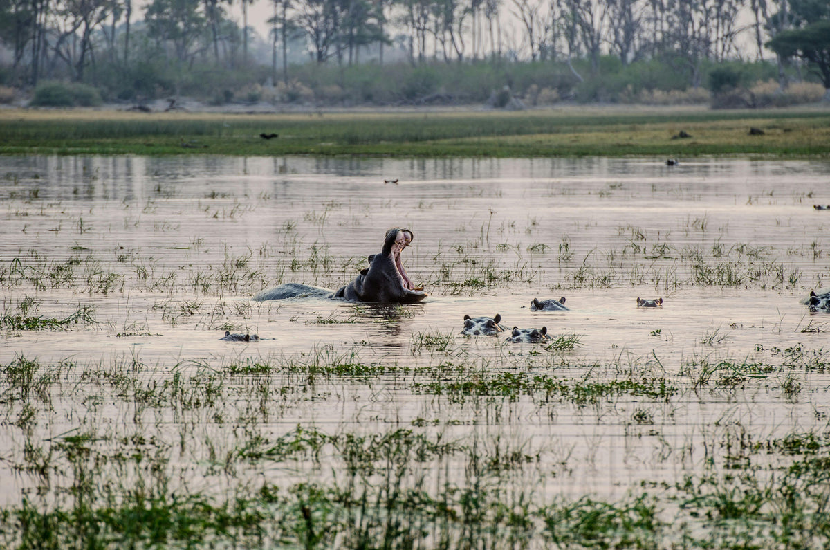 Maun, Botswana study No. 03