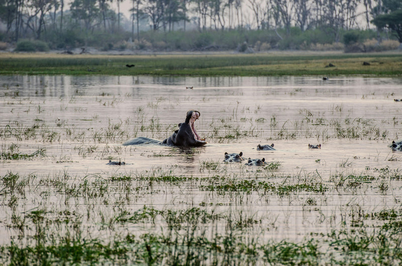 Maun, Botswana visual study 03