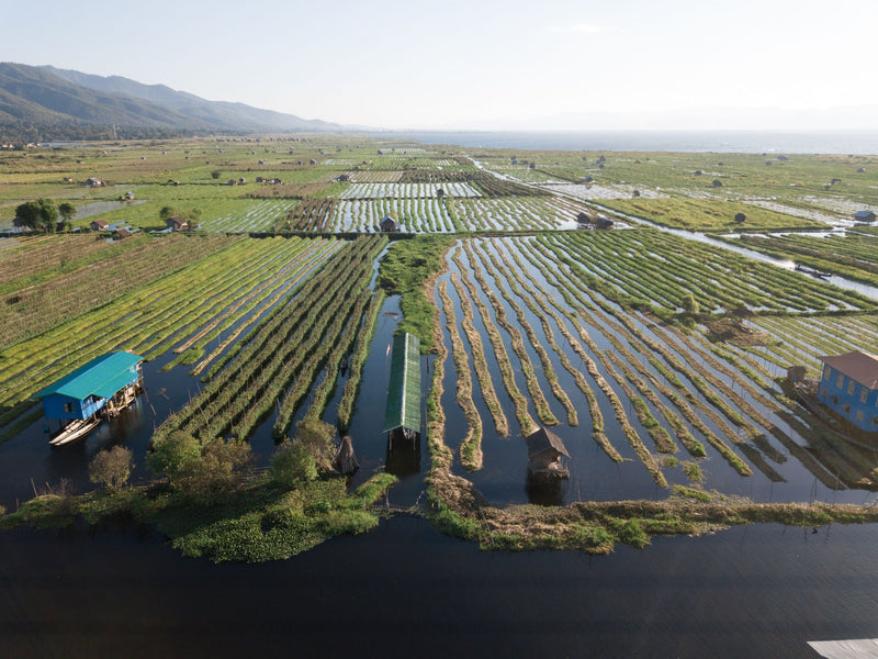 Inle Lake, Myanmar study No. 01