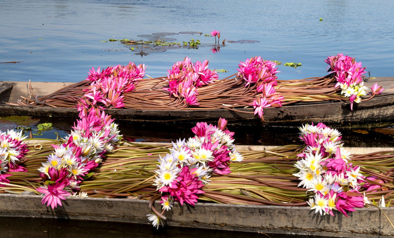 Inle Lake, Myanmar study No. 03