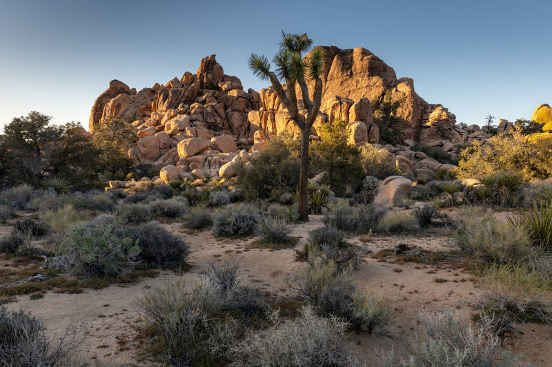 Joshua Tree, California study No. 01