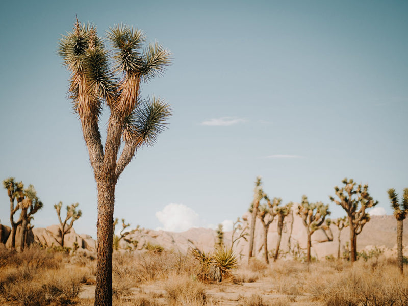 Joshua Tree, California study No. 02