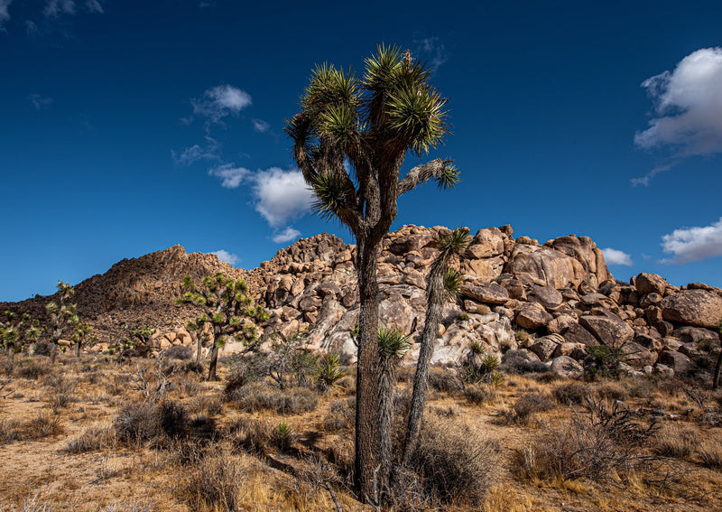 Joshua Tree, California study No. 03