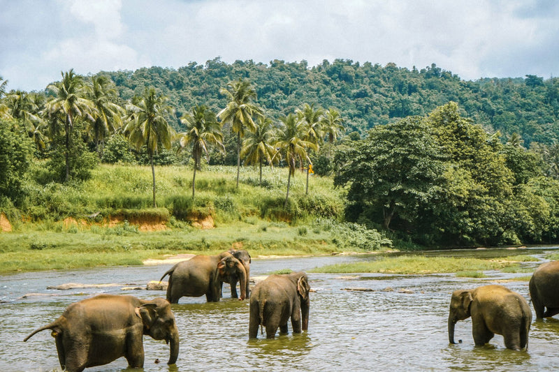 Kandy, Sri Lanka study No. 03