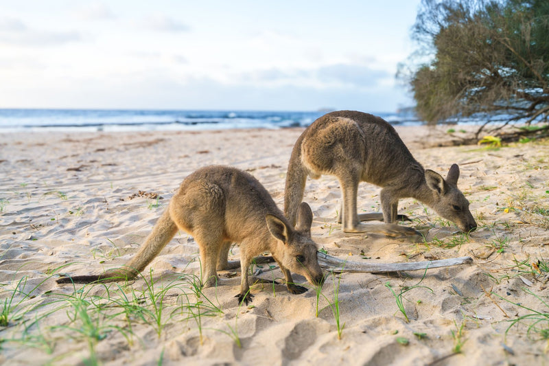 Kangaroo Island, Australia study No. 03