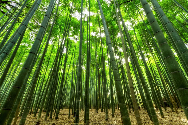 Kyoto, Japan visual study 03