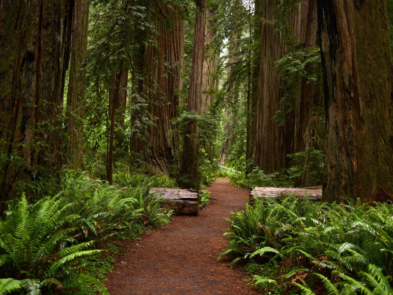 Mendocino, California study No. 03