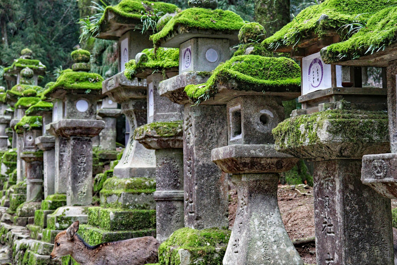 Nara, Japan visual study 03