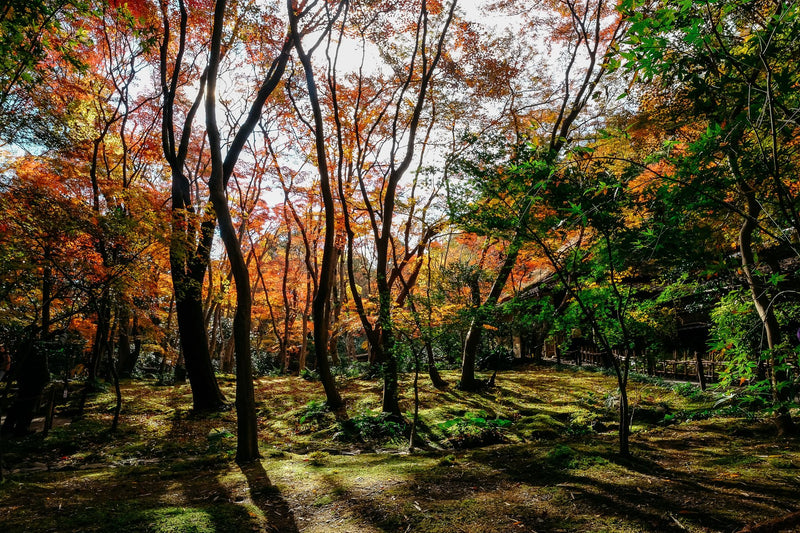 Miyajima Island, Japan visual study 03
