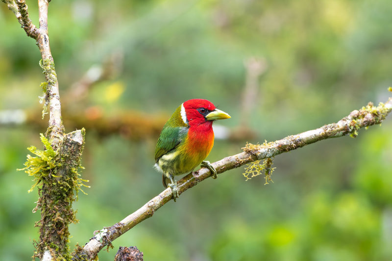 Monteverde, Costa Rica visual study 01