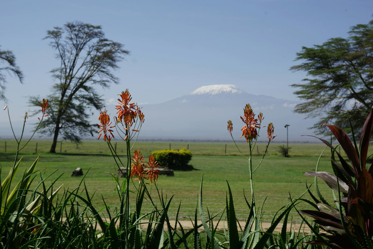 Amboseli, Kenya study No. 03