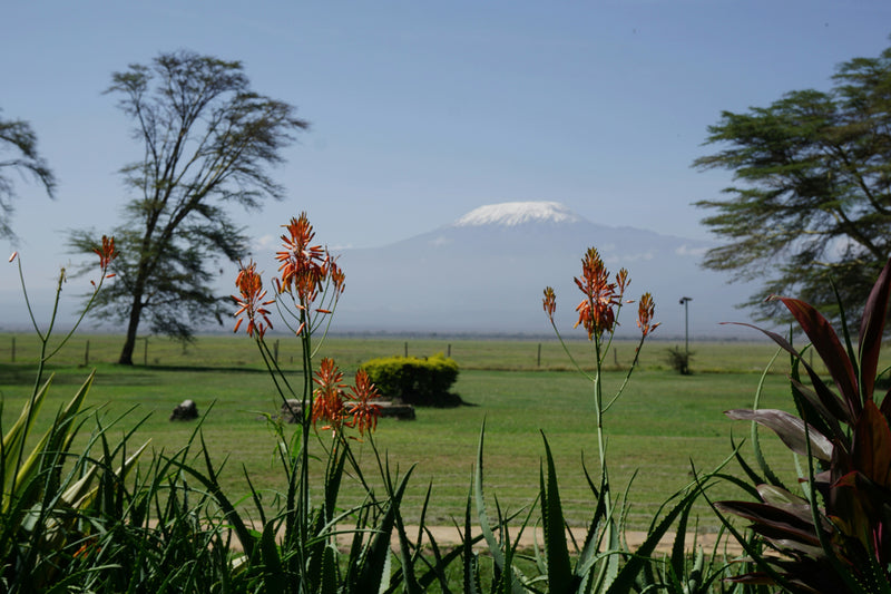 Amboseli, Kenya visual study 03