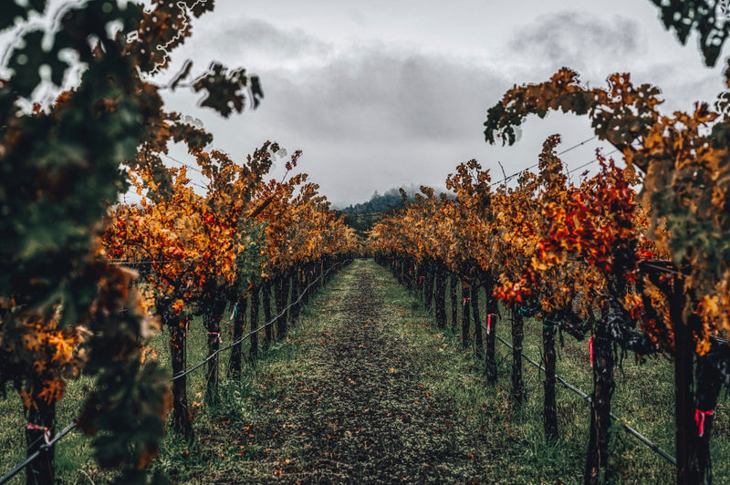 Napa Valley, California visual study 01