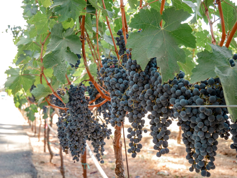 Napa Valley, California visual study 03
