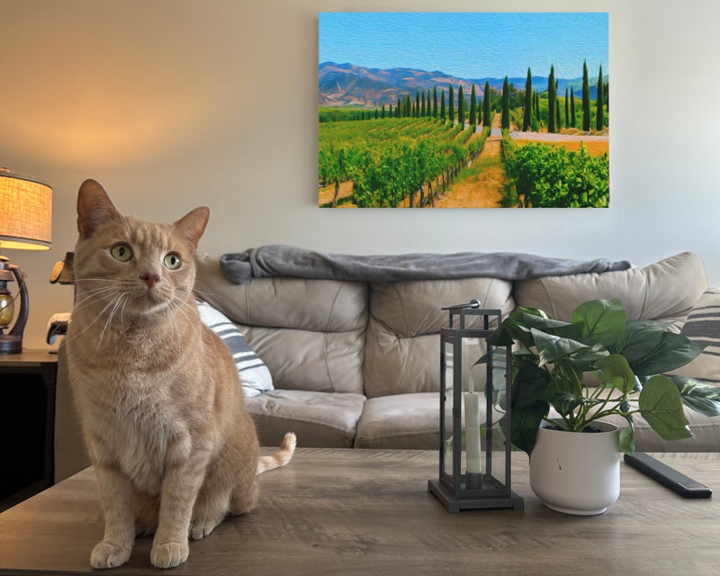Napa Valley Vineyard Vista — Napa Valley, California, view 2