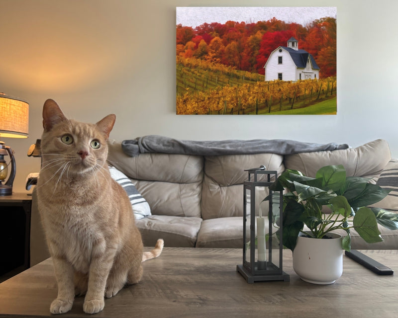 Autumn Vineyard Barn Scene — Niagara-on-the-Lake, Ontario, view 2