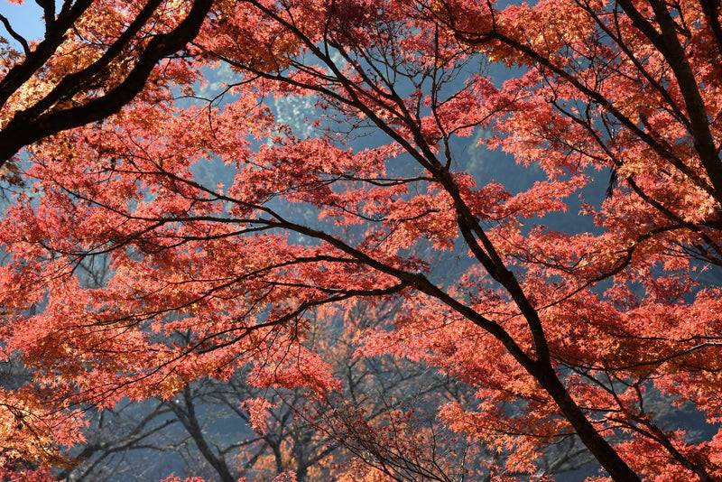 Nikko, Japan visual study 03