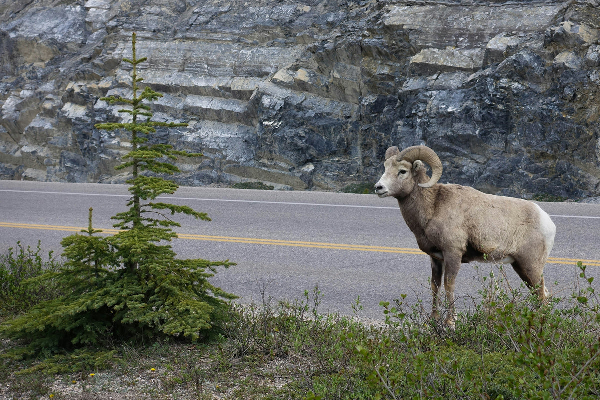 Banff National Park, Canada study No. 03