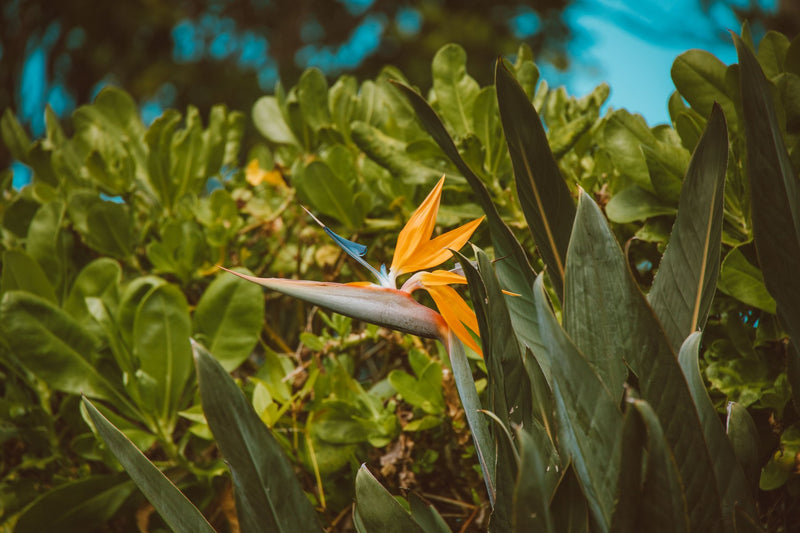 Oahu, Hawaii study No. 03