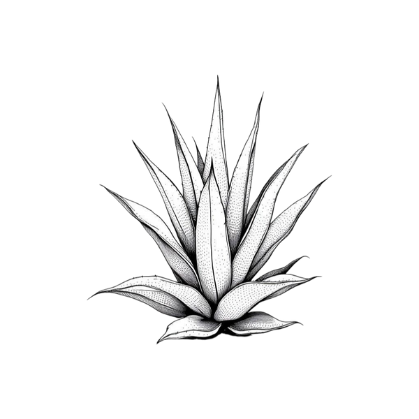Botanical and pigment specimen study for Oaxaca, Mexico