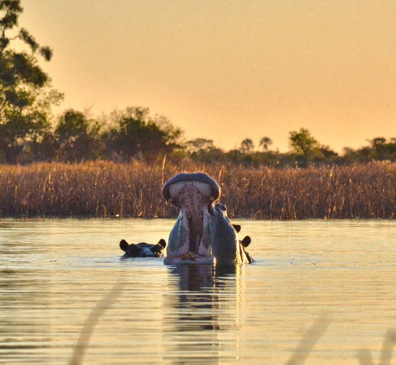 Okavango Delta, Botswana visual study 01